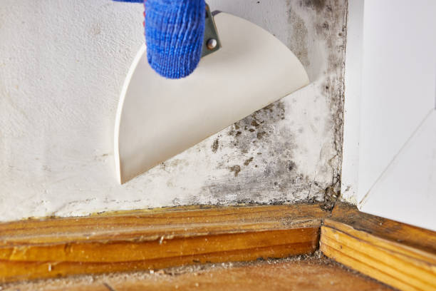 Best Crawl Space Mold Remediation  in Ferndale, MI