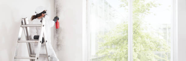 Best Water Damage & Mold Remediation  in Ferndale, MI